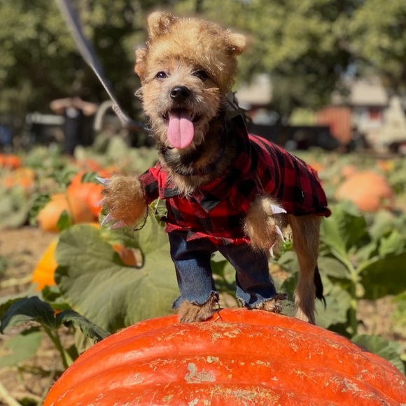 Meet your Posher, Sarah - Picture 1 of 1